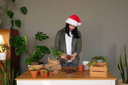Plant transplant process. A young woman in Santas hat takes care of houseplants, watering and...