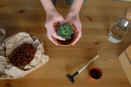 plant transplant process. A young woman cares for indoor plants, watering and pruning them. Eco friendly concept. Eco hobbyの写真素材
