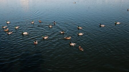 Many ducks swim in the pond in the autumn park. Wild ducks, drake, bird, wild bird, small bird, duck...