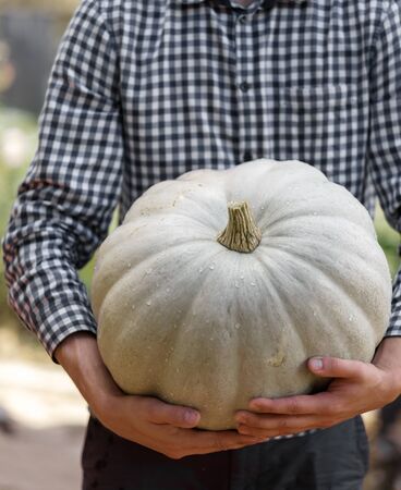 farmer holds a big pumpkin in his hands. Autumn harvest. Agricultureの写真素材