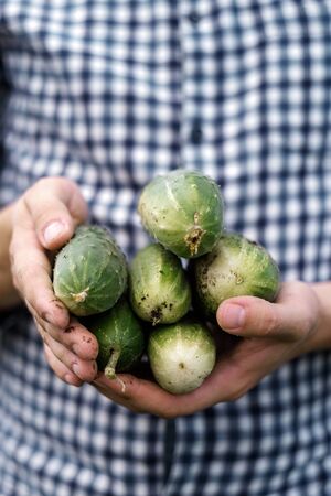 a young man in a plaid shirt holds cucumbers in his hands. Close-up. Farming concept.の写真素材