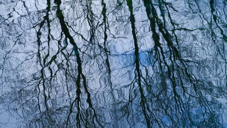 reflection of tree branches on the surface of blue waterの写真素材