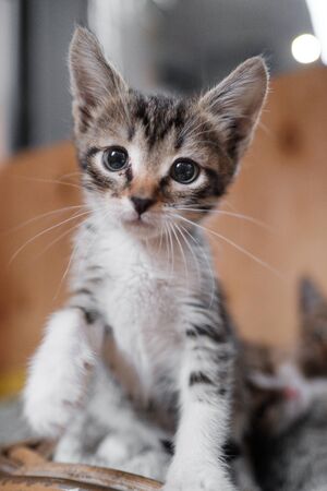 kitten with beautiful eyes, kitten's muzzle close-up gray striped cat close-up on a blurred backgroundの写真素材