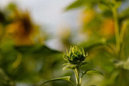 sunflower young green bud close-up on blurred background. tender green unopened flower close-up image.の写真素材