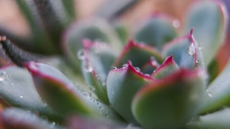 Succulents Gasteria and Echeveria close-up. Plants in the house. Home plants. ecologyの写真素材