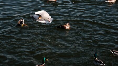 many ducks and gulls float chaotically in the water. Ducks on a lake. Large flock of ducks and gulls swim in lake. waterfowlの写真素材