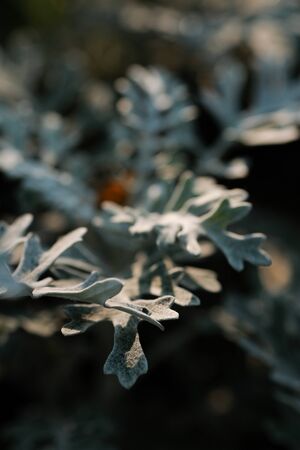 Cineraria is a beautiful perennial plant for an urban flower bed. Decoration of the urban environment. Gray green leaves of cineraria in macro. Natural background of cineraria maritima.の写真素材