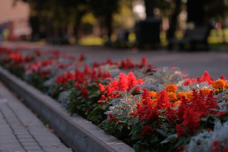 beautiful red flowers in a flower bed in the alley of a city park on a sunny day. Decoration of urban space.の写真素材
