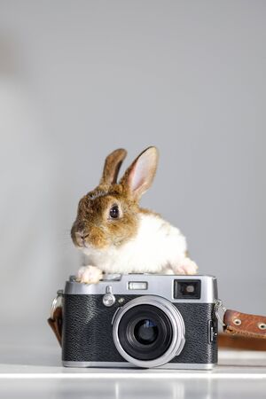 Baby Bunny. Cute adorable baby bunny is sitting on the table and holding a digital camera. Animals and technology. Animal care concept, easter concept.の写真素材