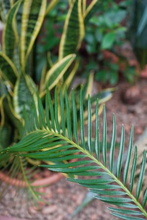 Different green tropical plants, such as palm trees in a botanical garden or arboretum. Palm leaf...