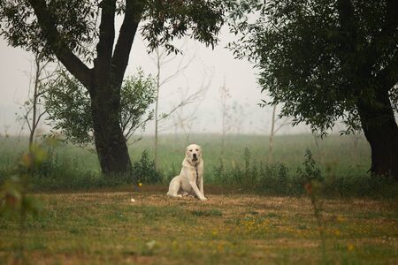Beautiful white dog Alabai breed in a foggy field. Beautiful fairytale foggy landscape. The concept...