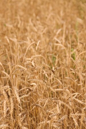 Wheat field. Ears of golden wheat close up. Beautiful Nature Sunset Landscape. Rural Scenery under Shining Sunlight. Background of ripening ears of wheat field. Idea of a rich harvest. Copy spaceの写真素材