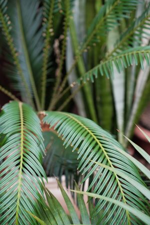 Different green tropical plants, such as palm trees in a botanical garden or arboretum. Palm leaf...