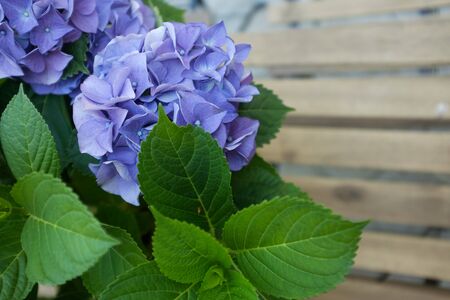 Blue Hydrangea or Hortensia flower in slight color variations ranging from blue to purple in a vase. Shallow depth of fieldの写真素材