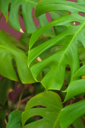 Monstera leaves close up. Monstera in the botanical gardenの写真素材