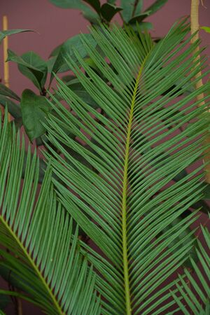 Different green tropical plants, such as palm trees in a botanical garden or arboretum. Palm leaf closeup.の写真素材