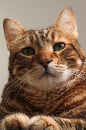 portrait of senior nhappy cat. shallow DOF and focus on the eyesの写真素材