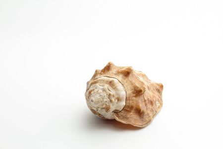 gastropodの写真素材