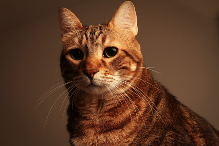 portrait of a senior tabby catの写真素材