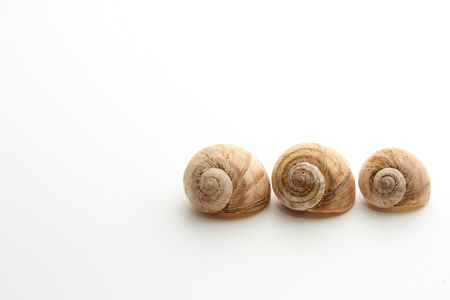 three shells in a rowの写真素材