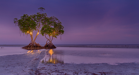 The two Mangrove trees in Palawan during Purple sunsetの写真素材