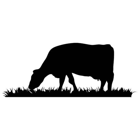 Cow on whiteのイラスト素材