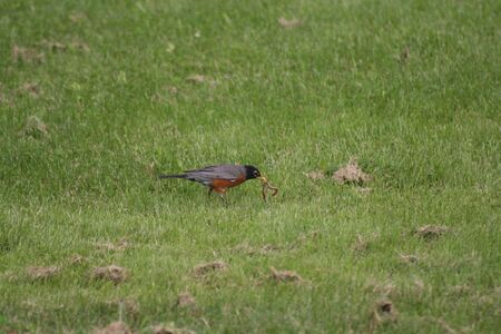 The early bird gets the big wormの写真素材