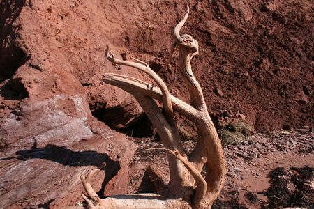 A piece of drift wood wash up on shore