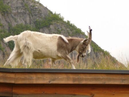 A mountain goat walks across a bridge in Norwayの写真素材