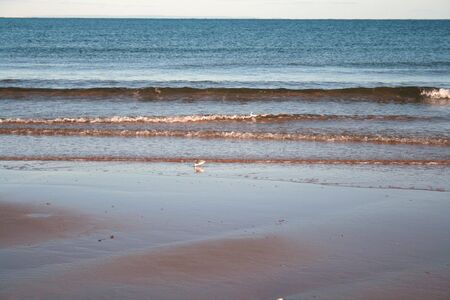 Piping Plover on Beachの写真素材
