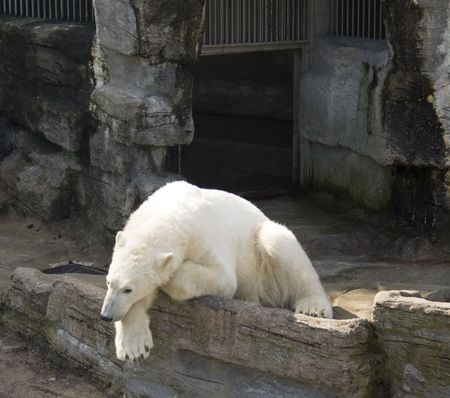 Polar Bearの写真素材