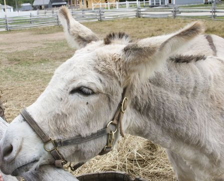 Donkey