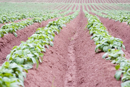 Potato Fieldの写真素材