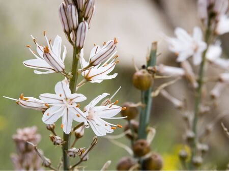 wildflowersの写真素材