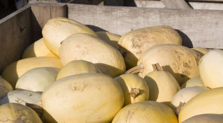 Honeydew melonsの写真素材