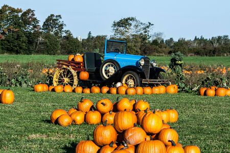 Pumpkinsの写真素材