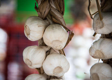 fresh garlicの写真素材