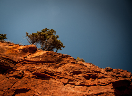 Tree on a cliff