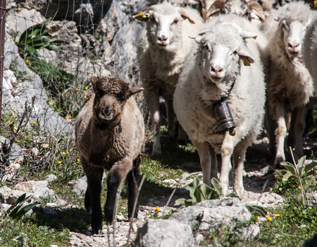 Herd of Sheepの写真素材