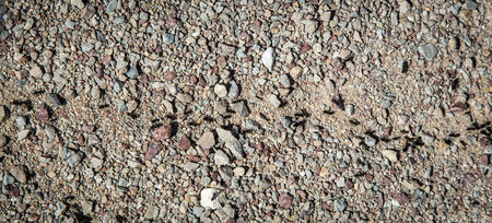 ants marchingの写真素材