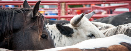 horse in a bull penの写真素材