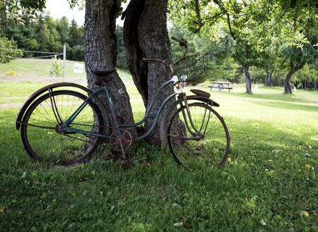 bicycle against a treeの写真素材