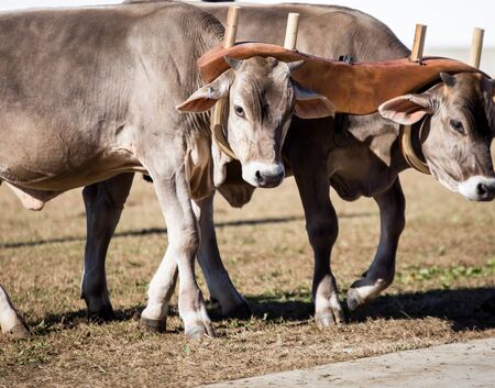 team of oxen