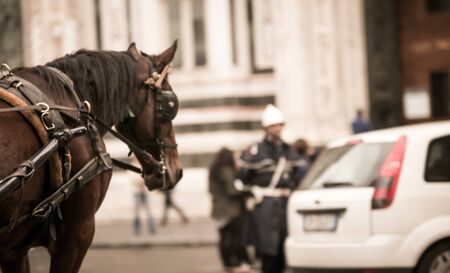 horse in florenceの写真素材