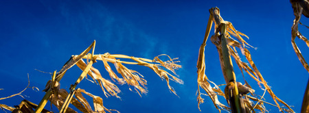 ripe corn