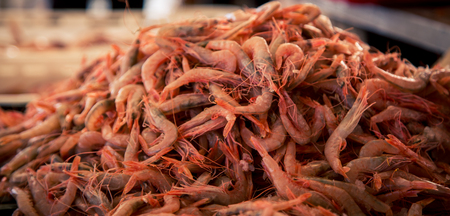 fresh shrimpの写真素材