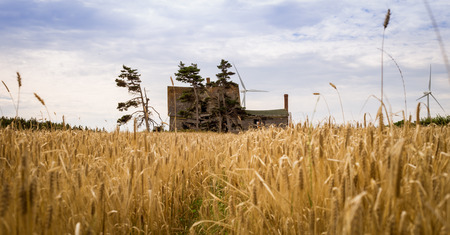 grain field and abandon houseの写真素材
