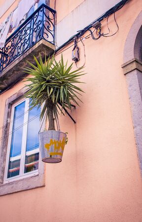 small palm treeの写真素材