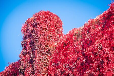 red ivy on a buiding