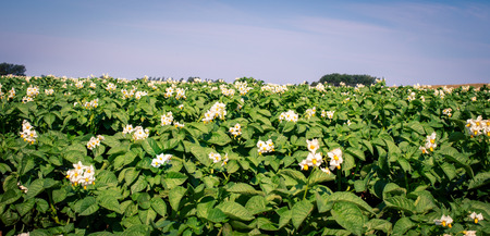 flowers on a potato plantの写真素材